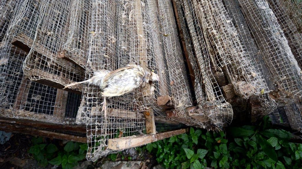 Salah satu burung puyuh mati karena virus flu burung di Dusun Sedan, Desa Sidorejo, Lendah, Kulon Progo, DI Yogyakarta, Januari 2017. Sebanyak 3.900 burung puyuh di kandang tersebut mati akibat virus flu burung dalam kurun tiga hari.