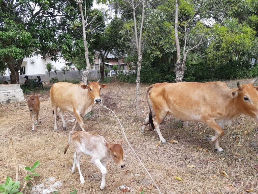 Sapi milik warga di Kabupaten Aceh Besar, Aceh, Selasa (4/2/2020). Penyakit <i>ngorok </i>merupakan ancaman bagi ternak di Aceh.