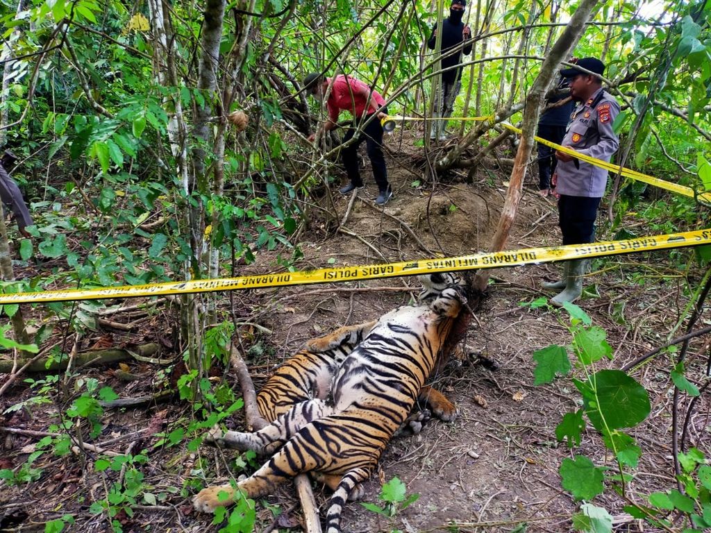 Dua daritiga ekor harimau sumatra yang mati karena terken jerat sling di Desa Sri Mulya, Kecamatan Peunaron, Kabupaten Aceh Timur, Aceh, Minggu (24/4/2022). Harimau menjadi satwa lindung yang paling banyak diburu untuk diperdagangkan.