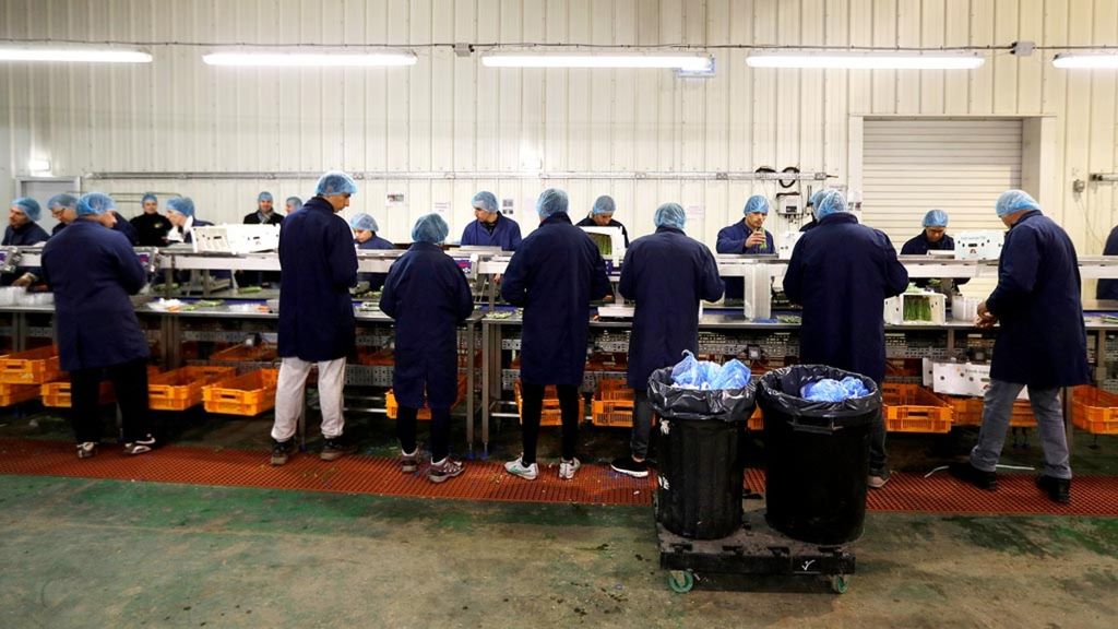 Para pekerja dari Eropa Timur mengepak asparagus di Perkebunan Cobrey di Ross-on-Wye, Inggris, 11 Maret 2019. Pemerintah Inggris, Rabu (19/2/2020), mengumumkan kebijakan imigrasi baru per 1 Januari 2021 guna menghentikan ketergantungan pada tenaga kerja murah dari negara-negara Eropa lainnya.