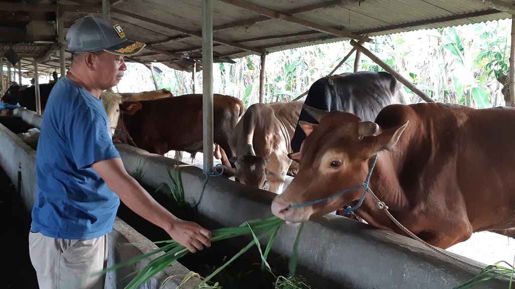 Peternak memberi makan sapi peliharaannya di Desa Gagang Kepuhsari, Kecamatan Balongbendo, Kabupaten Sidoarjo, Selasa (10/5/2022). Asupan makanan penting untuk jaga daya tahan ternak. Sidoarjo merupakan salah satu daerah yang terjangkit penyakit mulut dan kuku (PMK).