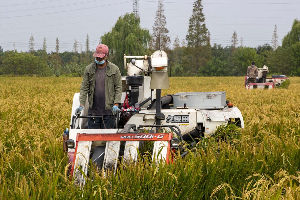 Petani sedang memanen padi di Taizhou, Provinsi Jiangsu, China, 20 September 2022. 