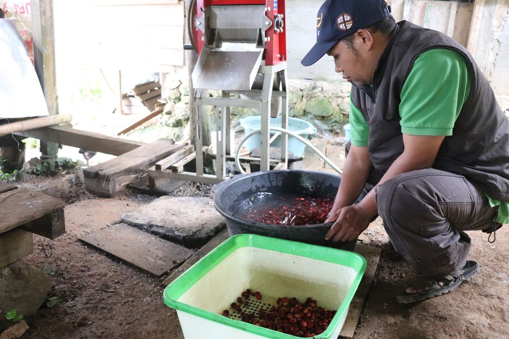 Jasmon, anggota Koperasi Petani Ongu Nipomaya, memisahkan biji kopi dengan metode perendaman di Desa Dombu, Kecamatan Marawola Barat, Kabupaten Sigi, Sulteng, Rabu (13/7/2022).