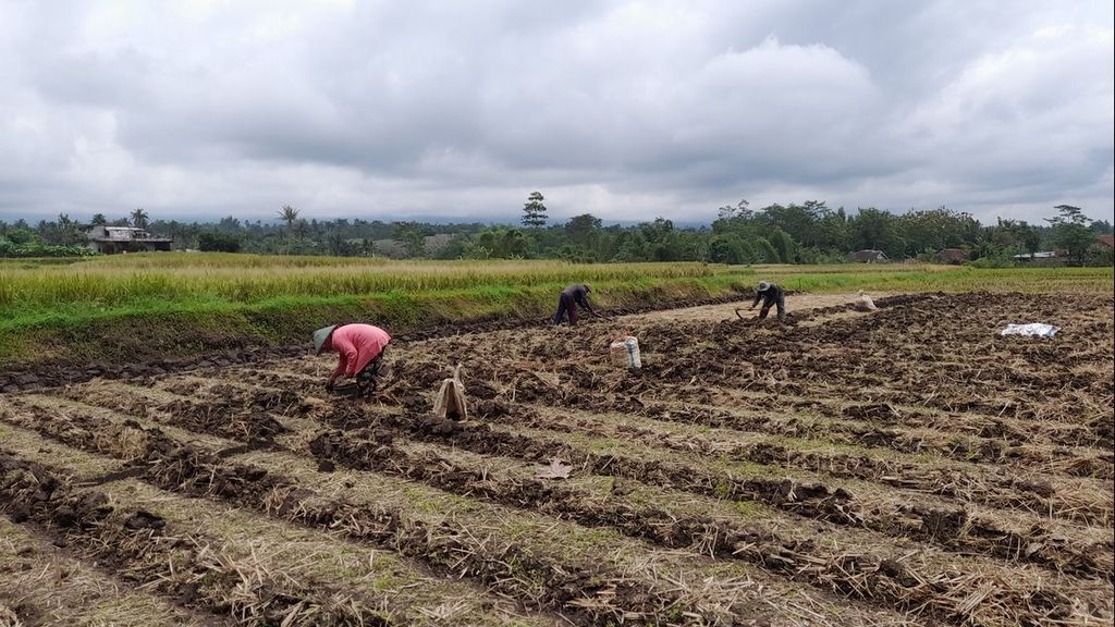 Suasana lahan persawahan di Desa Langlang, Kecamatan Singosari, Kabupaten Malang, Jawa Timur, Rabu (15/2/2023). Seusai panen, tak semua petani kembali menanam padi. Sebagian dari mereka menanam komoditas lain, termasuk palawija.