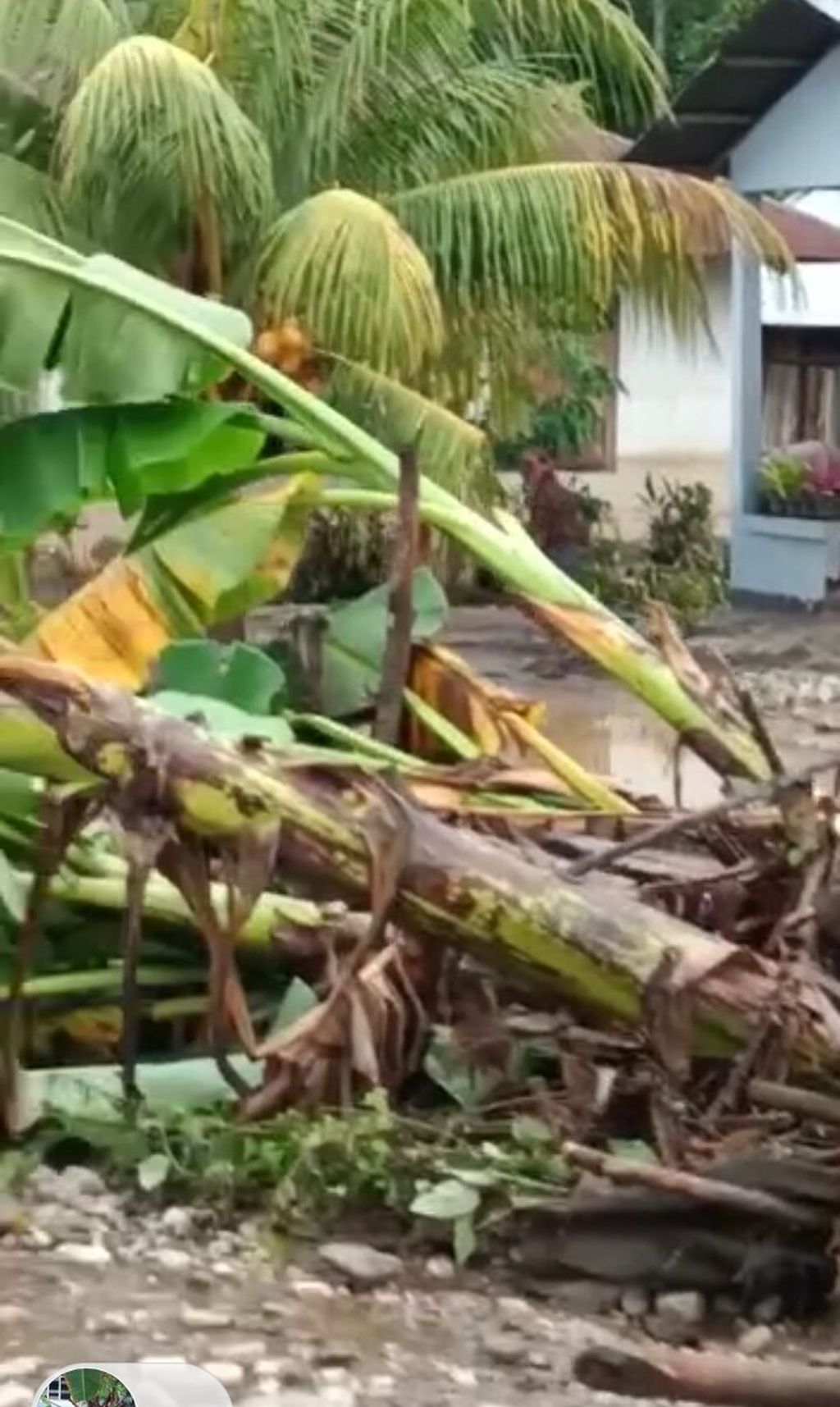 Sejumlah tanaman ekonomis ikut hanyut diterjang banjir seperti pisang hingga terbongkar dan tumbang di Desa Tuakai, Kabupaten Kupang, Kamis (29/12/2022) dinihari. 