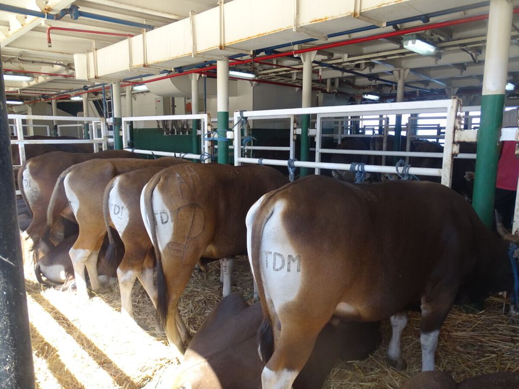 Sapi ternak dari NTT siap dikirim ke luar daerah dengan kapal melalui Pelabuhan Tenau, Kupang, 20 Juli 2020. Sapi NTT dikirim antara lain ke DKI Jakarta untuk memenuhi kebutuhan daging di Ibu Kota.