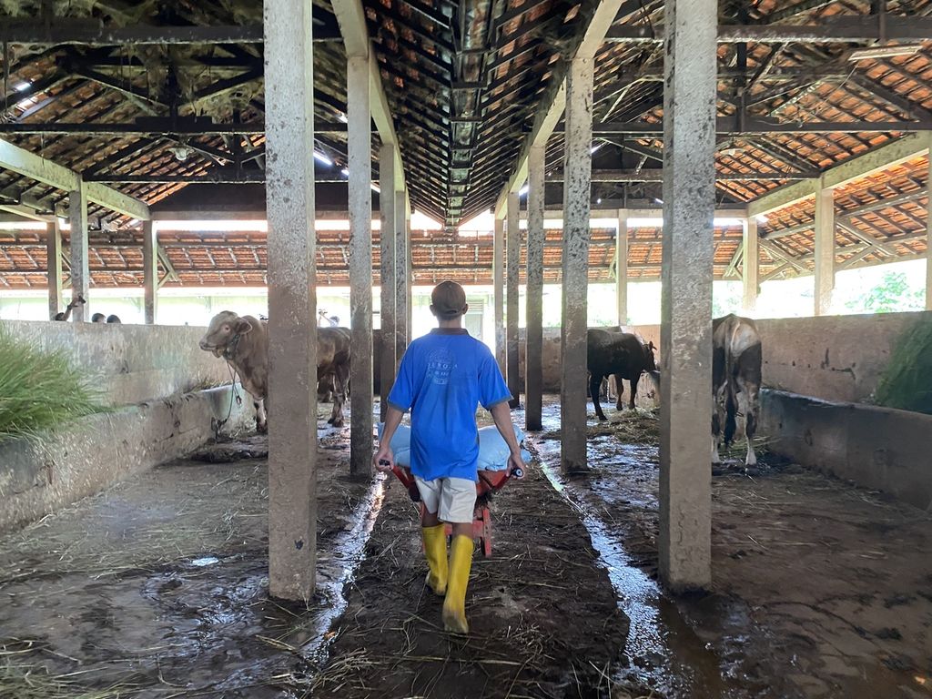 Petugas melintas di kadang sapi yang ada di Rumah Pemotongan Hewan Penggaron, Kecamatan Pedurungan, Kota Semarang, Jawa Tengah, Kamis (12/5/2022). Pemeriksaan rutin dilakukan pada hewan-hewan yang masuk tempat itu sebagai antisipasi penyebaran penyakit mulut dan kuku.