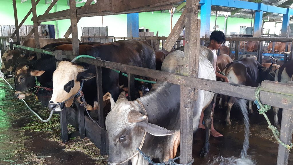 Pekerja membersihkan kandang sapi di Unit Pelaksana Teknis (UPT) Rumah Potong Hewan (RPH) Kota Banjarmasin, Kalimantan Selatan, Senin (12/7/2021). Sekitar 2.000 ekor sapi ditampung di sana untuk kebutuhan hewan kurban pada Hari Raya Idul Adha 1442 Hijriah.