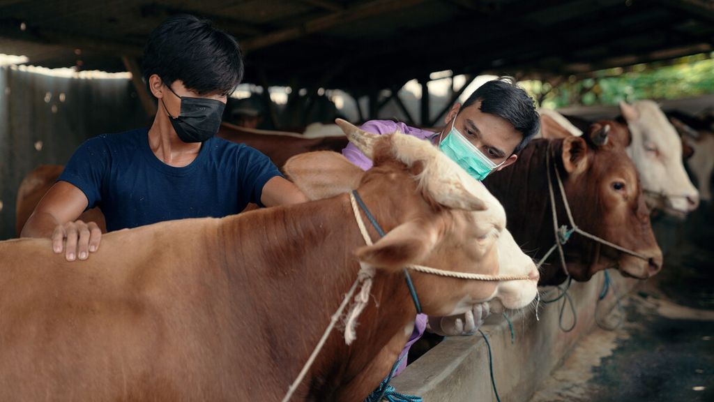 Pemeriksa kesehatan hewan dari Suku Dinas Ketahanan Pangan, Kelautan dan Pertanian (KPKP) memeriksa sapi di peternakan milik Pak Jaelani atau Pak Eeng di Jalan Pulokambing II, Kawasan Industri Pulogadung, Cakung, Jakarta Timur, Kamis (12/5/2022). 