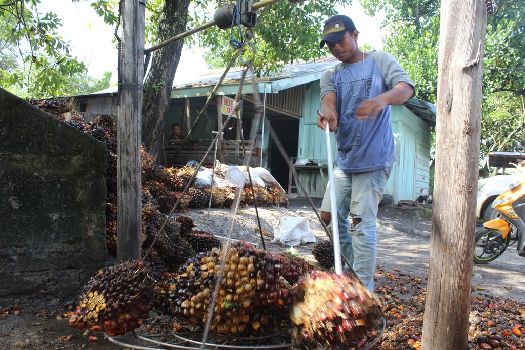 Salah satu pengepul buah tandan sawit di Kota Palangkaraya, Kalimantan Tengah, menimbang buah tandan sawit milik petani pada Selasa (26/4/2022).