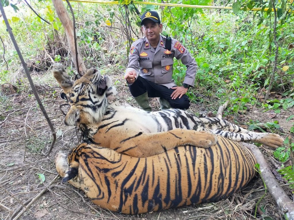 Dua dari tiga harimau sumatera yang mati karena terkena jerat sling di Desa Sri Mulya, Kecamatan Peunaron, Kabupaten Aceh Timur, Aceh, Minggu (24/4/2022).