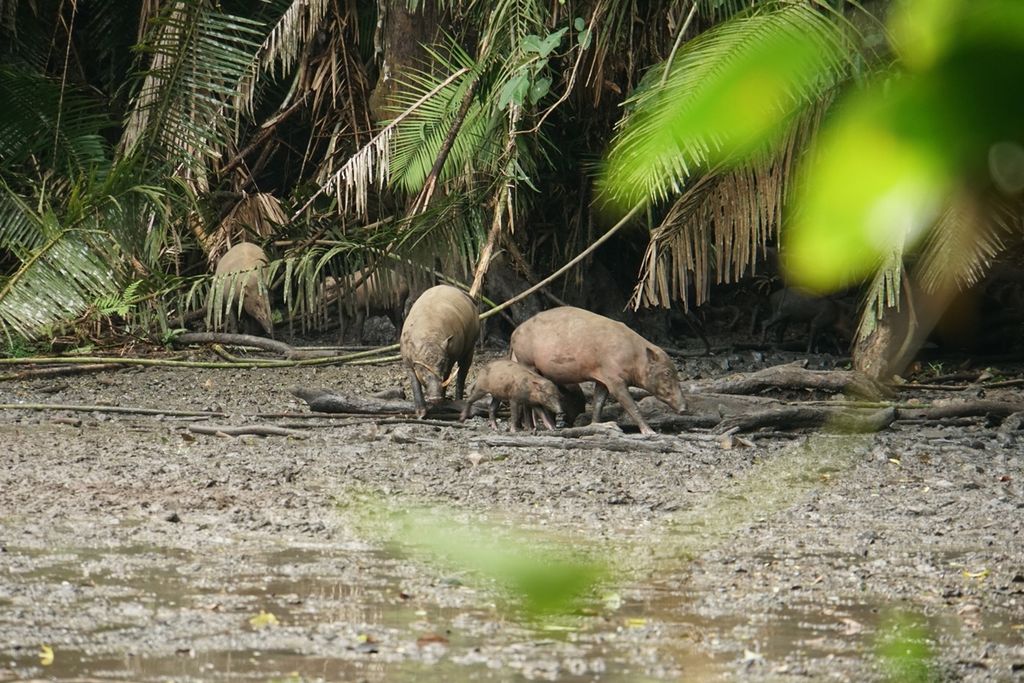A herd of babirusa (Babyrousa babyrussa) bathing in the Adudu puddle in the Nantu Forest, Saturday (22/6/2019).