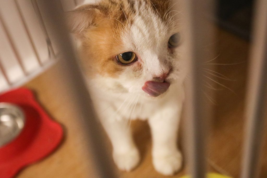 Seekor kucing dititipkan di tempat penitipan hewan di kawasan Koja, Jakarta Utara, Senin (26/12/2022). Pemilik hewan menitipkan peliharaannya  saat harus bepergian jauh. 