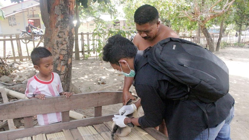 Seorang petugas kesehatan hewan Dinas Pertanian Kabupaten Sikka (kanan) menyuntikkan vaksin antirabies pada anjing di Desa Watugong, Kecamatan Alok Timur, Sikka, Flores, Nusa Tenggara Timur, Rabu (5/9/2018). 