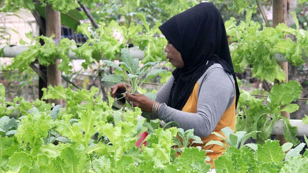 Pekerja migran Indonesia purna yang berusaha mandiri dengan merintis usaha sayuran hidroponik di Kabupaten Kubu Raya, Kalimantan Barat (22/1/2019).