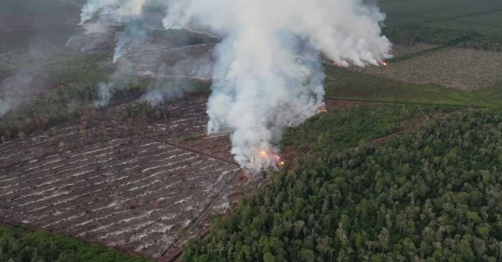 Api membakar hutan gambut di kawasan hutan produksi yang dapat dikonversi (HPK) di Kecamatan Silaut, Pesisir Selatan, Sumatera Barat, Rabu (24/5/2023). Kebakaran diduga sengaja dilakukan warga untuk membuka lahan baru kebun kelapa sawit.
