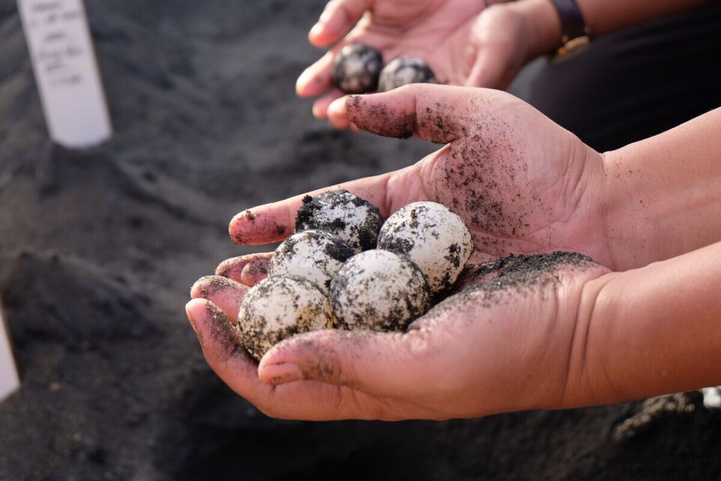 Telur-telur penyu dikonservasi di Tempat Konservasi Penyu Saba Asri, Gianyar, Bali, Jimat (28/6/2019). Telur penyu tersebut dikumpulkan oleh para sukarelawan dan masyarakat dari sejumlah pantai di Bali. Masyarakat yang membawa telur penyu akan diberi imbalan Rp 3.000 untuk tiap butir telur.