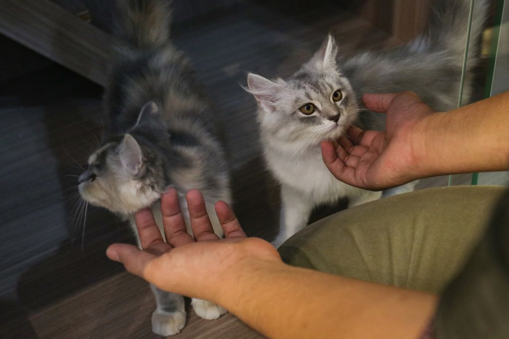 Seorang karyawan bermain dengan kucing di salah satu tempat penitipan hewan di kawasan Cawang, Jakarta Timur, Senin (26/12/2022). Jumlah hewan di tempat penitipan meningkat seiring dengan musim libur Natal dan Tahun Baru.  