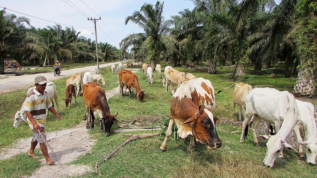 Wagiran (49) menggembalakan sapi di perkebunan kelapa sawit milik PT Perkebunan Nusantara III di Desa Sei Simujur, Kecamatan Sei Suka, Kabupaten Batu Bara, Sumatera Utara, Rabu (11/11/2015). Integrasi peternakan dengan perkebunan merupakan salah satu program pemerintah untuk mewujudkan swasembada daging.