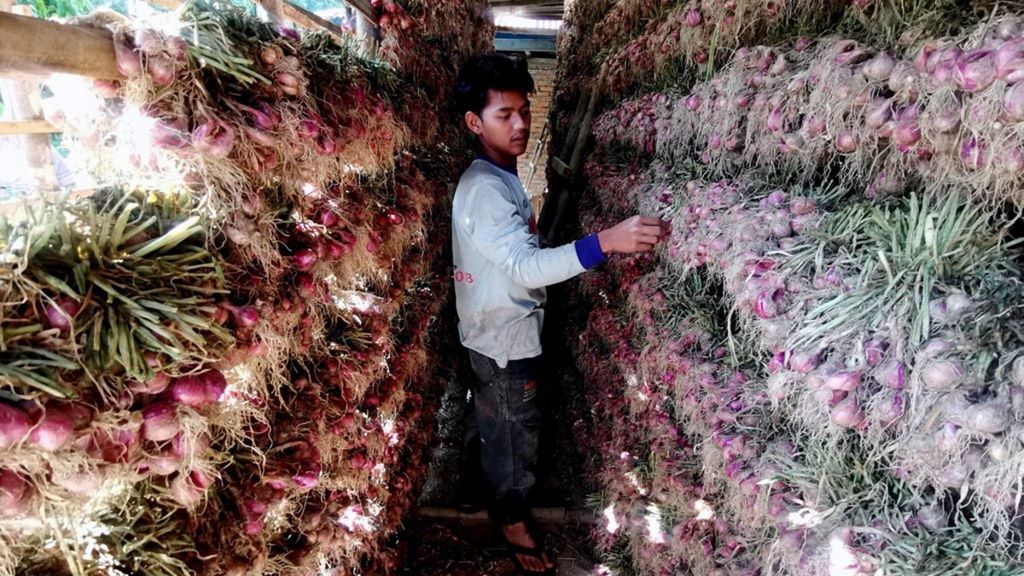 Bawang merah yang telah dipanen diangin-anginkan sebelum dibersihkan di rumah salah satu petani holtikultura di daerah Kayu Jao, Solok, Sumatera Barat, Juli 2019. 