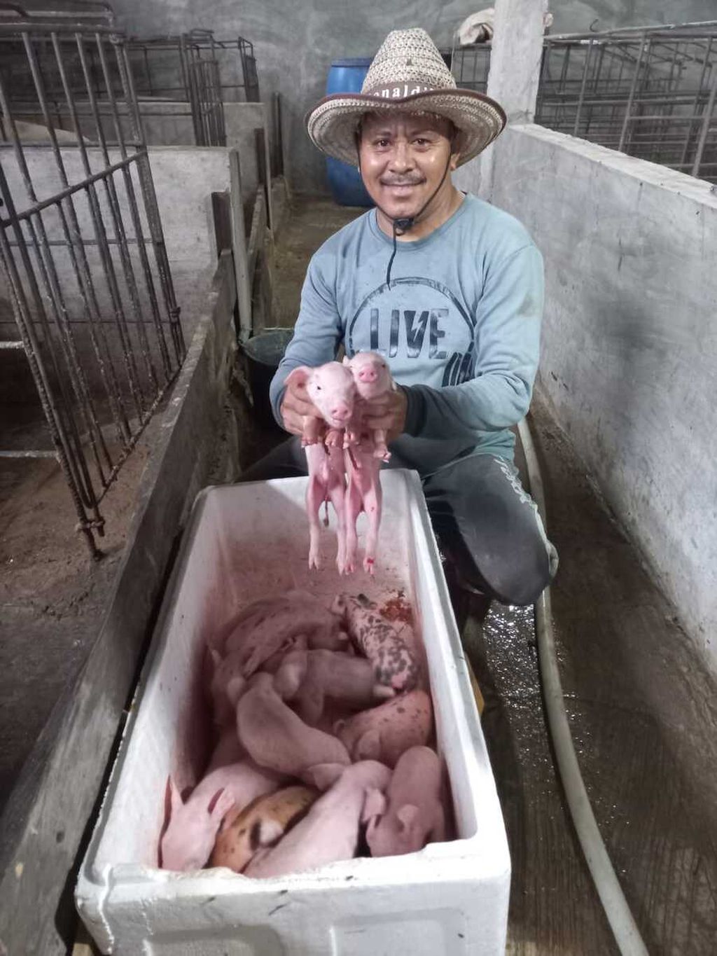 Peternak di Kelurahan Fatukoa, Kota Kupang, NTT, Daniel Aluman (47), memperlihatkan 15 anak babi yang baru dilahirkan dari induk jenis Duroc, Rabu (18/1/2023). Ia harus memisahkan anak babi dari induknya agar tidak dimangsa induknya sendiri.