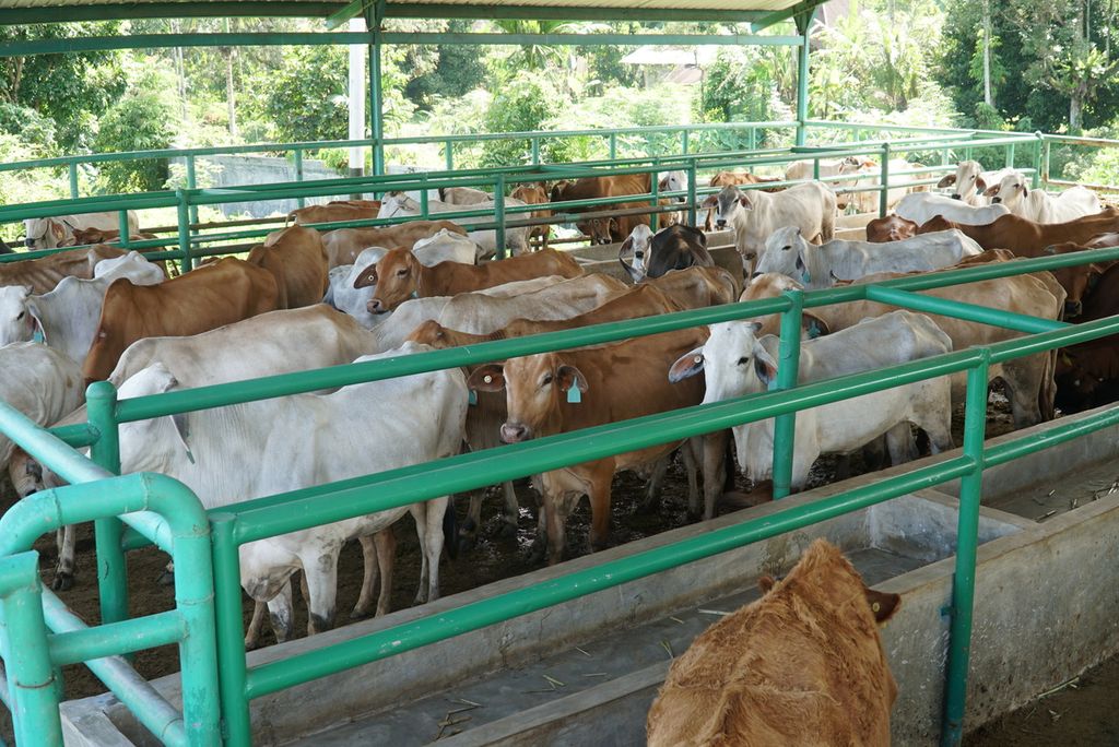 Sapi-sapi di kandang UPT Pembibitan Ternak Dinas Pertanian Kota Padang menunggu disuntik vaksin penyakit mulut dan kaki (PMK) di Kelurahan Air Pacah, Kecamatan Koto Tangah, Padang, Sumatera Barat, Rabu (29/6/2022). 