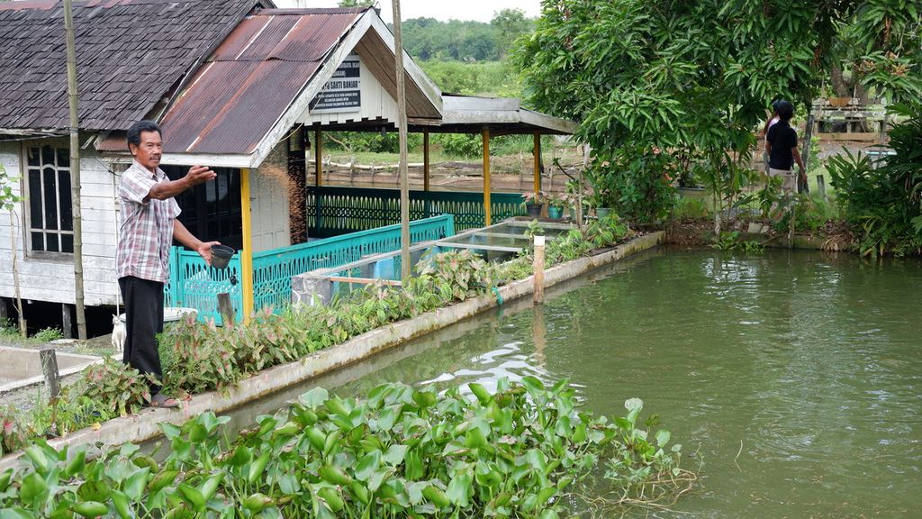 Syarkani Juhri (59), pembudidaya ikan, menebarkan pakan ke kolam budidaya papuyu di Desa Karang Intan, Kecamatan Karang Intan, Kabupaten Banjar, Kalimantan Selatan, Selasa (22/11/2022). 