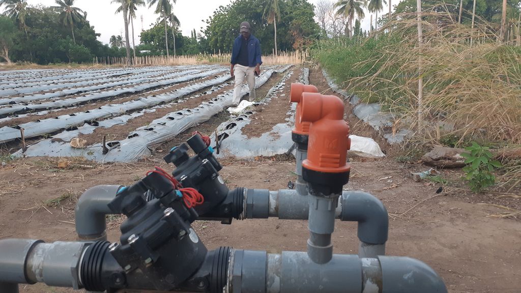 Lokasi pertanian dengan irigasi tetes di Maumere, Kabupaten Sikka, Nusa Tenggara Timur, Senin (20/6/2022). Sistem irigasi tetes cocok untuk daerah yang minim sumber air.