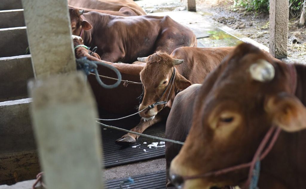 Sapi yang terjangkit penyakit mulut dan kuku di Desa Sembung, Kecamatan Wringinanom, Kabupaten Gresik, Jawa Timur, Rabu (11/5/2022). Sebanyak 37 sapi yang ada di kandang kini terjangkit penyakit mulut dan kuku.