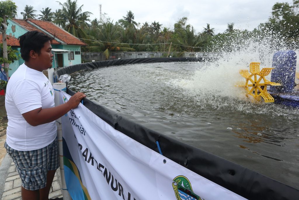 Aji (23) menunjukkan kolam udang vaname di UPTD Perikanan Air Payau dan Laut Wilayah Selatan (PAPLWS), Kabupaten Pangandaran (28/8/2022). Aji merupakan salah satu peserta petani milenial dalam program Pemprov Jabar yang mendorong generasi muda berperan dalam kemandirian pangan.