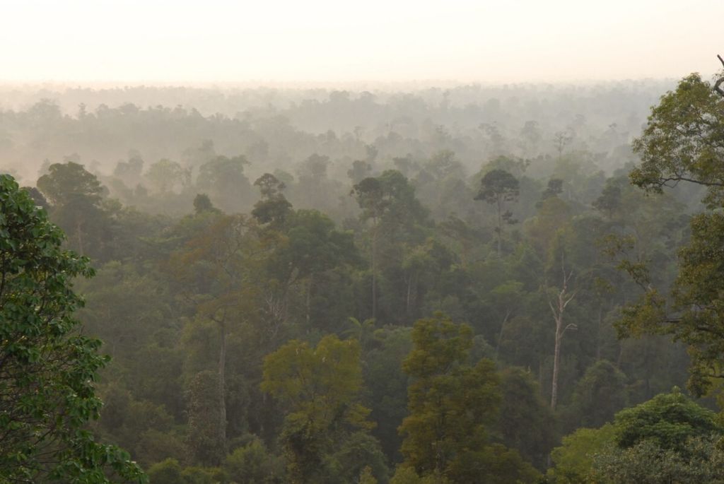 Beragam jenis tanaman puncak memadati kawasan restorasi ekosistem Hutan Harapan di perbatasan Jambi dengan Sumatera Selatan. Hutan Harapan menjadi tempat yang nyaman bagi ruang hidup satwa liar dilindungi.