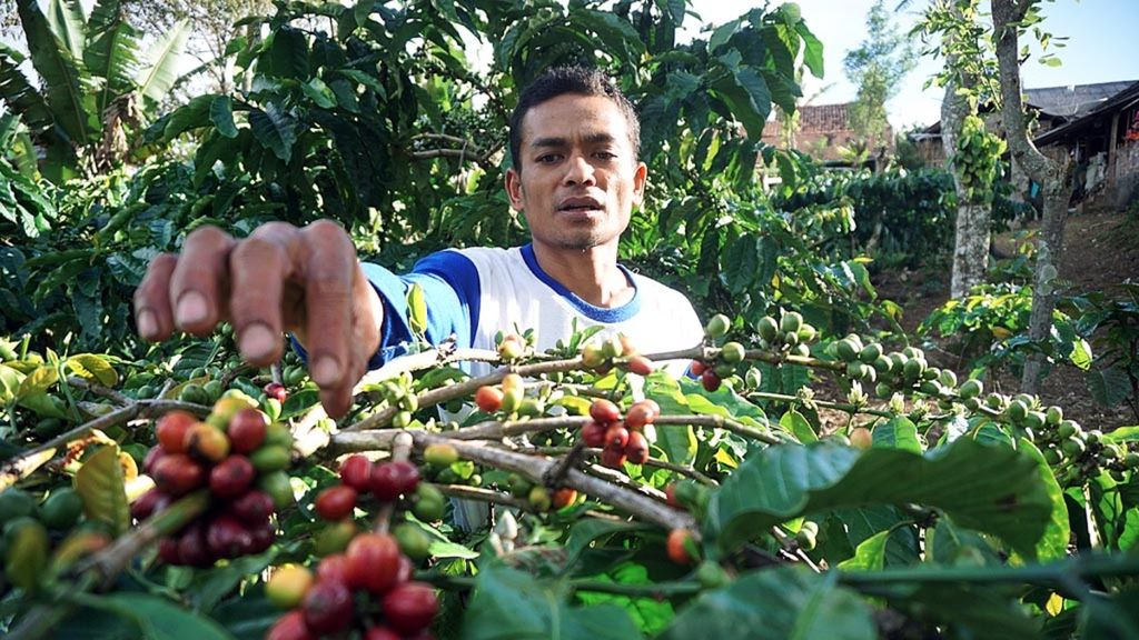 M Syafei (39), petani Desa Tambak Jaya, Kecamatan Way Tenong, Kabupaten Lampung Barat, Lampung, memilah biji kopi merah, Jumat (8/2/2019). Sejumlah petani mulai mengembangkan pertanian organik untuk meminimalkan penggunaan bahan kimia.