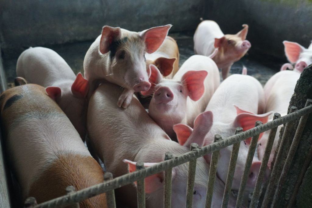 Babi ternak milik Jantje Sumelang (65) di Desa Tumaluntung, Minahasa Utara, Sulawesi Utara, Senin (4/7/2022). Kotoran babi itu dikonversi menjadi bahan bakar untuk memasak pengganti elpiji.