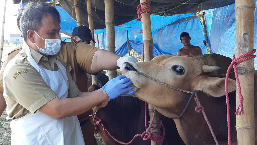 Dokter hewan dari Dinas Pangan dan Pertanian Sidoarjo memeriksa kesehatan hewan kurban untuk cegah penularan penyakit, Senin (27/6/2022). Penjualan hewan kurban diatur hanya di 29 titik dan diawasi ketat untuk mencegah penularan PMK.