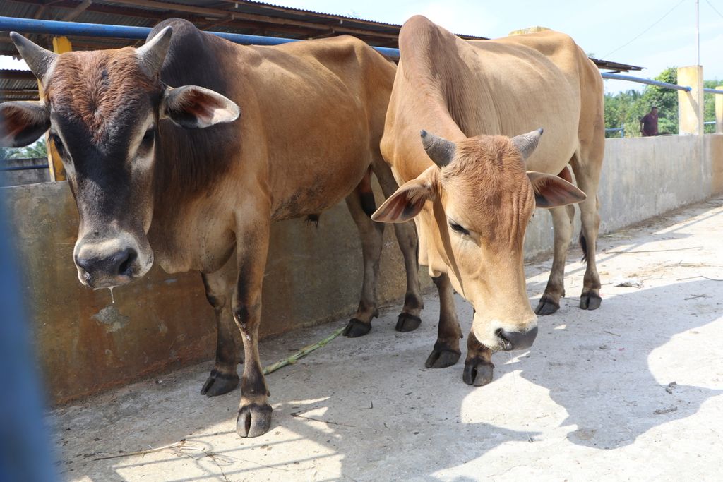 Ternak sapi di Desa Sampali, Kecamatan Percut Sei Tuan, Kabupaten Deli Serdang, Sumatera Utara tampak lemas dan mengeluarkan air liur setelah terjangkit penyakit mulut dan kuku, Jumat (3/6/2022). Para peternak merugi dan tidak mendapat bantuan pemerintah.