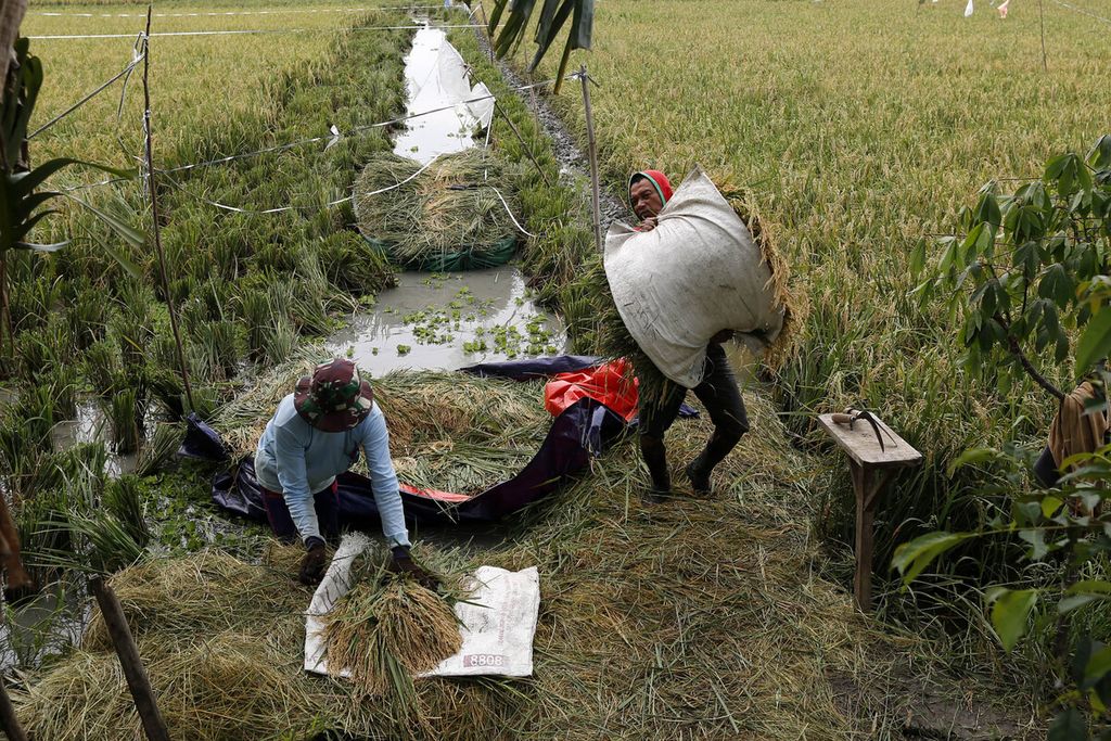 Buruh tani memindahkan hasil panenan padi ke tempat yang kering di kawasan Rorotan, Jakarta Utara, Rabu (4/1/2023). 