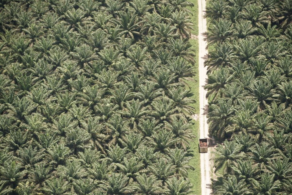 Ilustrasi. Salah satu truk pengangkut buah tandan sawit segar melintas di kebun sawit Kotawawringin Timur, Kalimantan Tengah, Rabu (9/9/2020). 