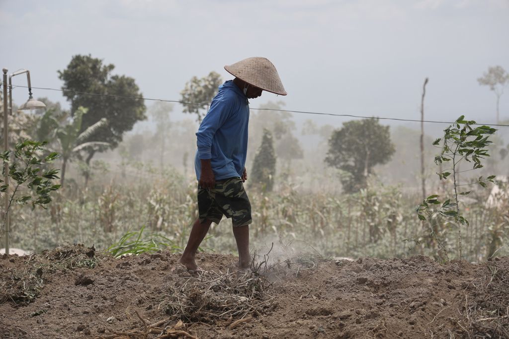 Petani membersihkan lahannya dari abu vulkanik di Desa Tlogolele, Selo, Boyolali, Jawa Tengah, Senin (13/3/2023). 