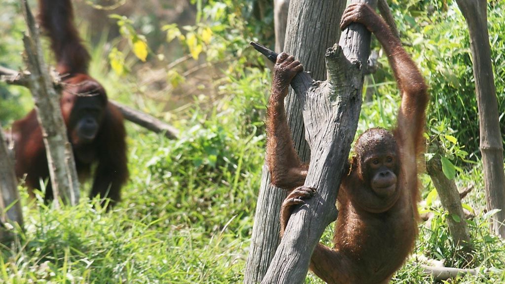 Dua orangutan yang berada di pusat rehabilitasi dan reintroduksi orangutan Samboja Lestari, Kabupaten Kutai Kartanegara, Kalimantan Timur, pertengahan Februari 2016.