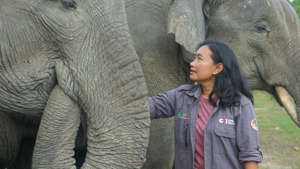 Dokter hewan Erni Suyanti Musabine bersama gajah jinak di Suaka Margasatwa Padang Sugihan, Banyuasin, Sumatera Selatan, Sabtu (14/5/2022). Dia menyelamatkan satwa dilindungi dengan kemampuannya membius.