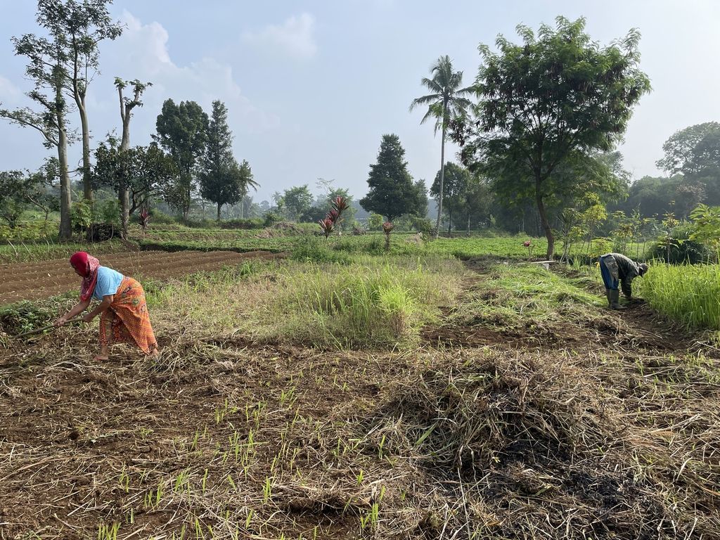 Imas Masitoh (kiri) dan suaminya, Isak, membersihkan lahan yang sebelumnya ditanami padi, di Kampung Kawunggading, Desa Cibulakan, Kecamatan Cugenang, Kabupaten Cianjur, Jumat (24/3/2023).