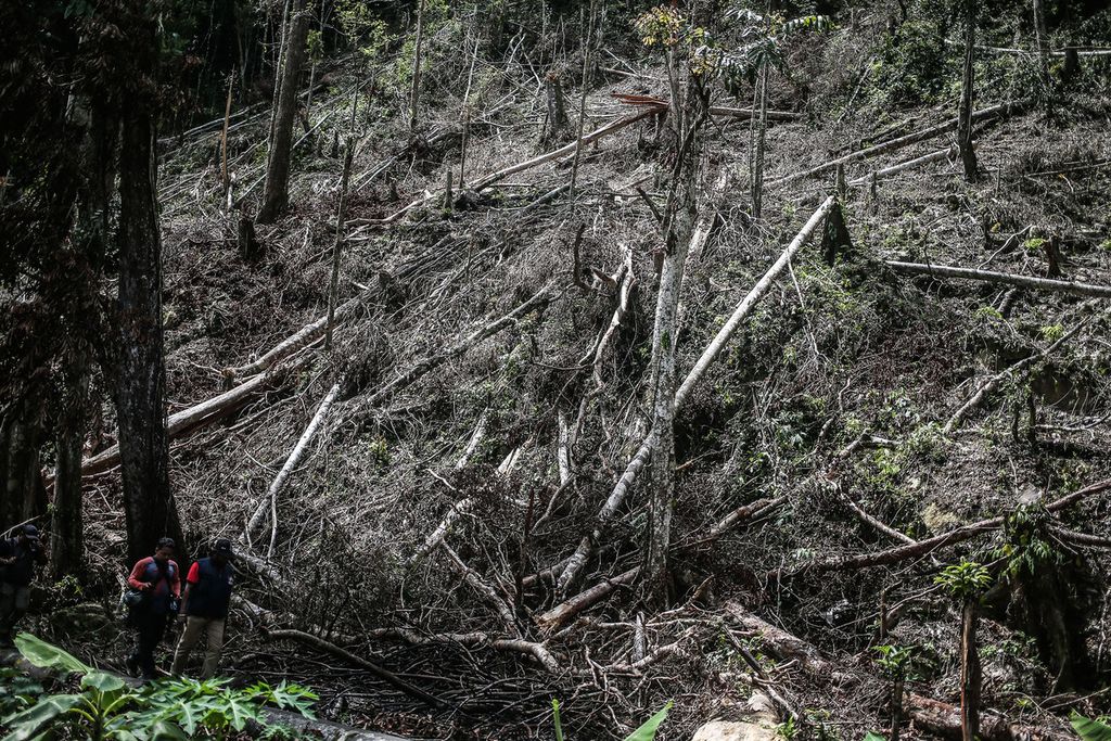 Perambahan hutan di cagar alam Pegunungan Cycloop masih marak terjadi seperti terlihat di sekitar mata air Kampwolker, Distrik Heram, Kota Jayapura, Papua, Jumat (26/11/2021).