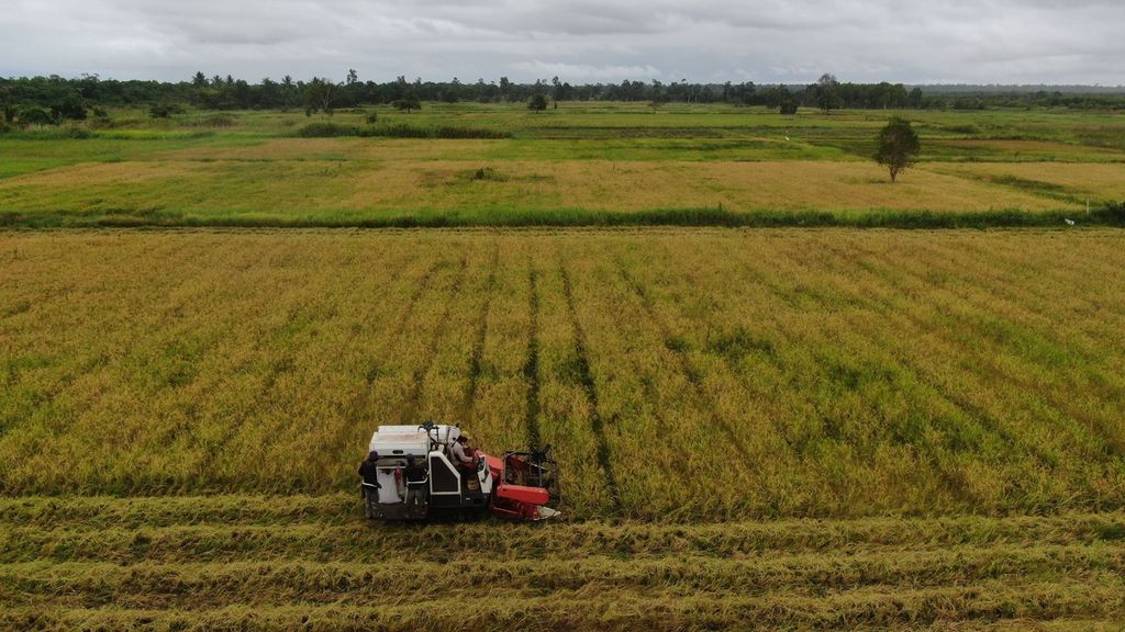Mesin pemotong padi digunakan dalam panen di Kampung Bokem, Desa Rimba Jaya, Distrik Merauke, Kabupaten Merauke, Papua, Kamis (17/11/2022). Kampung Bokem menjadi salah satu contoh kawasan yang berhasil mengembangkan tanam hingga panen padi dengan hasil memuaskan di Merauke. 