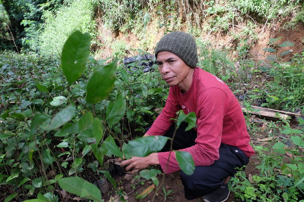 Manajer Lapangan Yayasan Saung Monteng Iwan Bace memeriksa bibit pohon jenis kibeureum (<i>Distylium stellare</i>), yang merupakan spesies endemis hutan Kamojang, Sabtu (28/5/2022), di persemaian Saung Monteng, Ibun, Kabupaten Bandung, Jawa Barat. Bibit yang sudah siap tanam bakal ditanam di lahan kritis hutan Kamojang untuk pemulihan ekosistem.