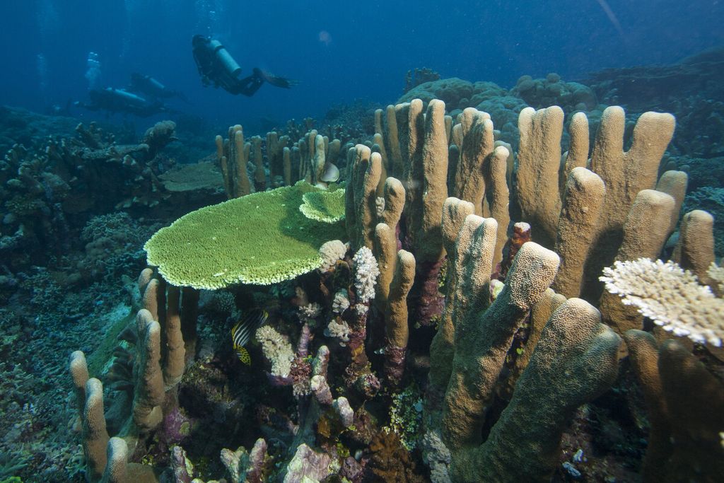 Penyelam menelusuri keindahan bawah laut di kawasan Pulau Wairundi, Kabupaten Teluk Wondama, Provinsi Papua Barat, Kamis (10/8/2017).
