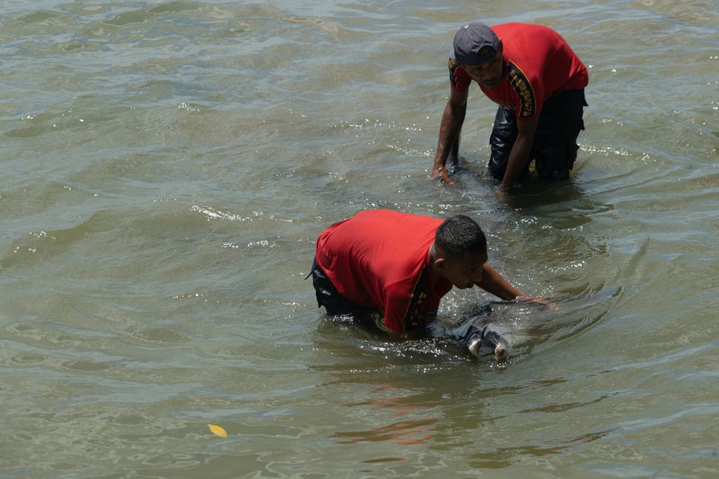 Petugas Damkar Kendari mengevakuasi seekor lumba-lumba hidung botol (<i>Tursiops truncatus</i>) yang mati di Teluk Kendari, Sulawesi Tenggara, Jumat (4/2/2022). Lumba-lumba ini terjebak selama belasan jam di Sungai Wanggu sebelum dievakuasi. Dalam proses evakuasi, lumba-lumba ini tidak terselamatkan.