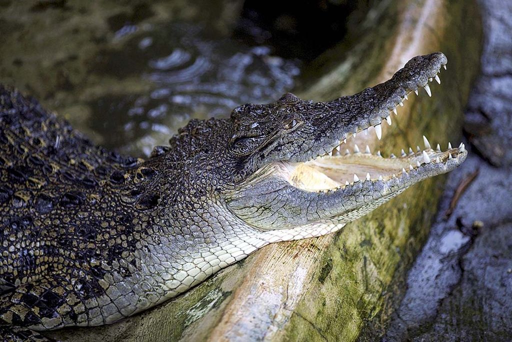 Ilustrasi: Buaya muara atau buaya bekatak (<i>Crocodylus porosus</i>) koleksi Museum Reptil di Taman Mini Indonesia Indah, Jakarta Timur, Selasa (17/3/2015).