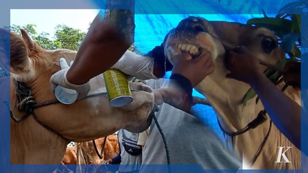 Munculnya penyakit mulut dan kuku atau PMK yang menjangkiti ternak sapi di beberapa wilayah Indonesia harus segera diatasi sebelum momentum perayaan Idul Adha pada 9 Juli 2022.