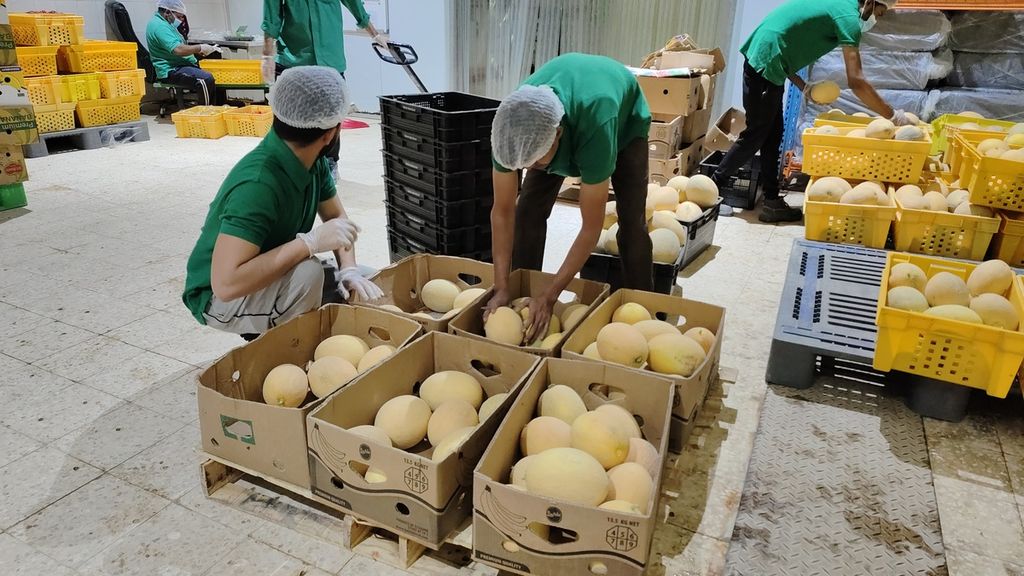 Pekerja tengah memilih buah melon yang baru saja dipanen di Al Sulaiteen Agricultural & Industrial Complex, Sabtu (3/12/2022). Bunga itu didistribusikan untuk kebutuhan taman dan agenda istimewa di Qatar. Itu adalah proses awal pengemasan buah sebelum didistribusikan ke toko swalayan di Qatar.