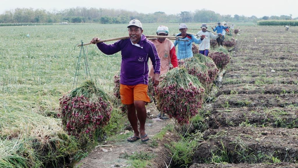 Petani mengangkut bawang merah yang dipanen di Desa Gebang, Kecamatan Gebang, Kabupaten Cirebon, Jawa Barat, akhir Agustus 2019. 